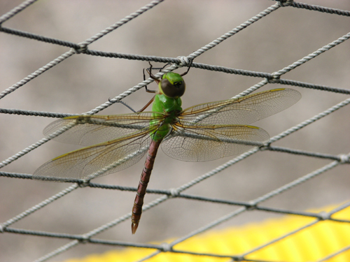 dragon-fly-on-netting